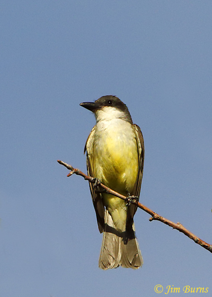 Thick-billed Kingbird on perch #2--1410