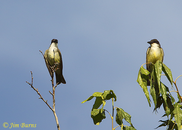 Thick-billed Kingbird pair--1429