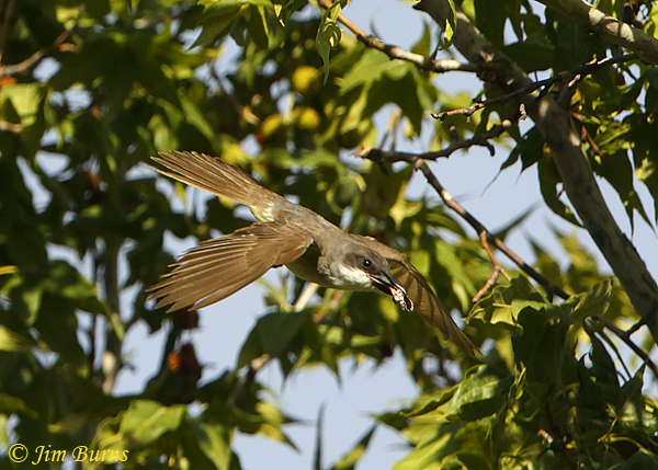 Thick-billed Kingbird in flight with captured bee--1453