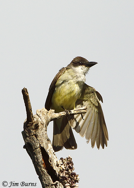 Thick-billed Kingbird wingstretch--1528