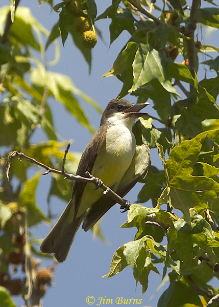 Thick-billed Kingbird calling from Sycamore--1667