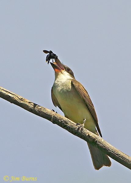 Thick-billed Kingbird with Carpenter Bee--1698.