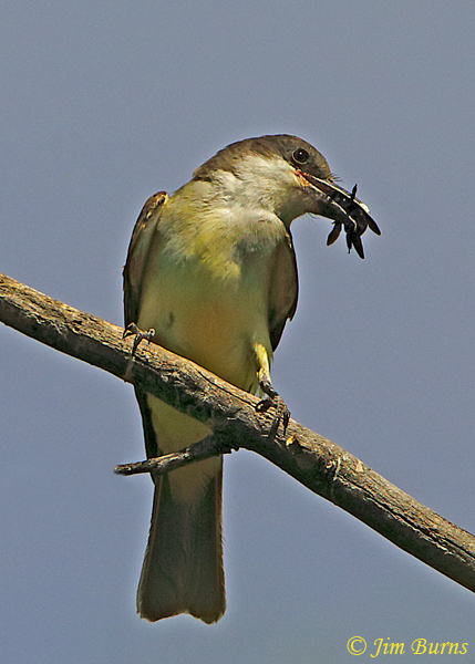 Thick-billed Kingbird with Carpenter Bee #2--1707