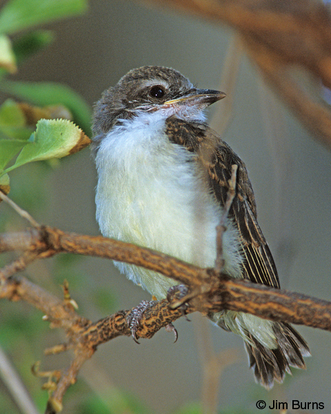 Thick-billed Kingbird fledgling