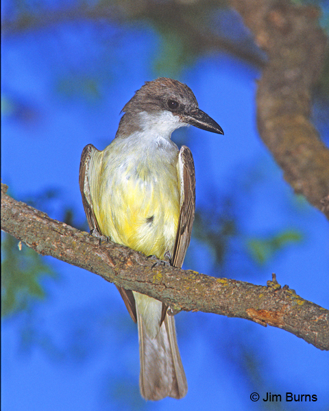 Thick-billed Kingbird ventral close-up
