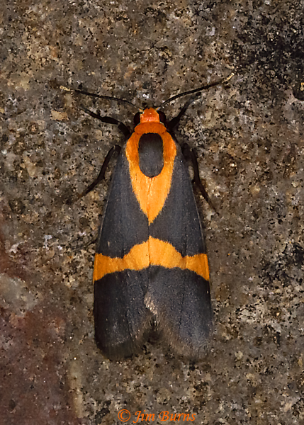 Thin-banded Lichen Moth, Arizona--1417