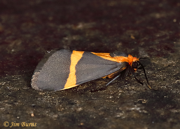 Thin-banded Lichen Moth, Arizona--1418.tif