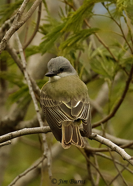 Tropical Kingbird showing unevenly staggered primary tips--9344
