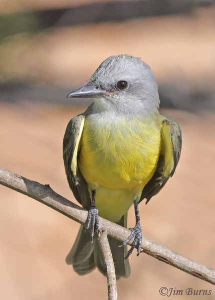 Tropical Kingbird ventral close-up--4145