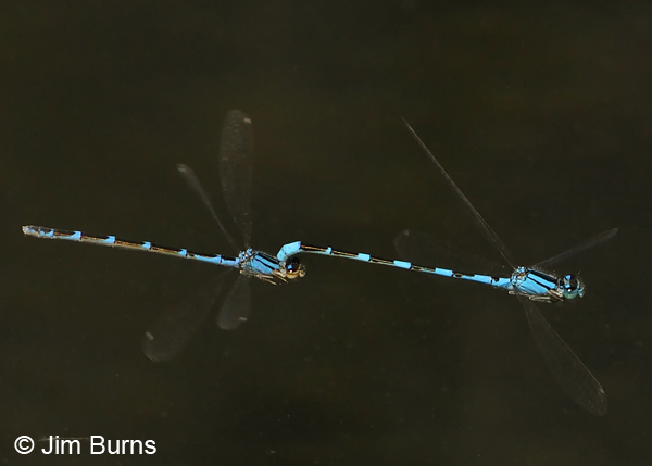 Tule Bluet pair, heteromorph female, flying tandem, Apache Co., AZ, August 2012