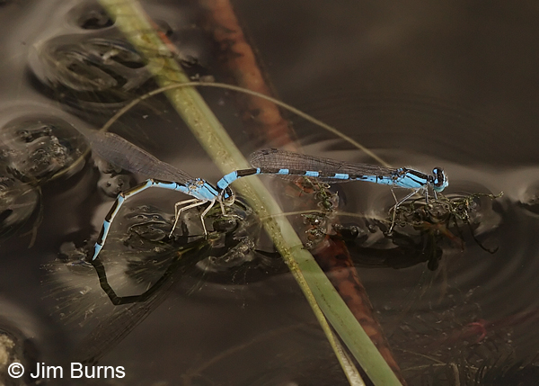 Tule Bluet pair in tandem, female ovipositing, Apache Co., AZ, June 2013