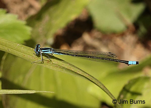 Turquoise Bluet male with water mites, Augusta Co., VA, June 2017