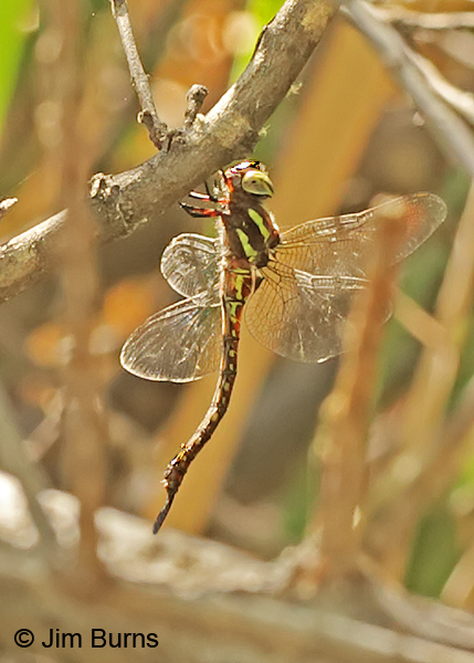 Turquoise-tipped Darner female, Pinal Co., AZ, July 2014