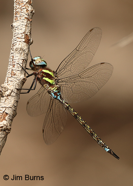Turquoise-tipped Darner male, Pima Co., AZ, August 2014