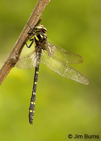 Twin-spotted Spiketail male dorsolateral view, Lake Co., MN, July 2018--9839