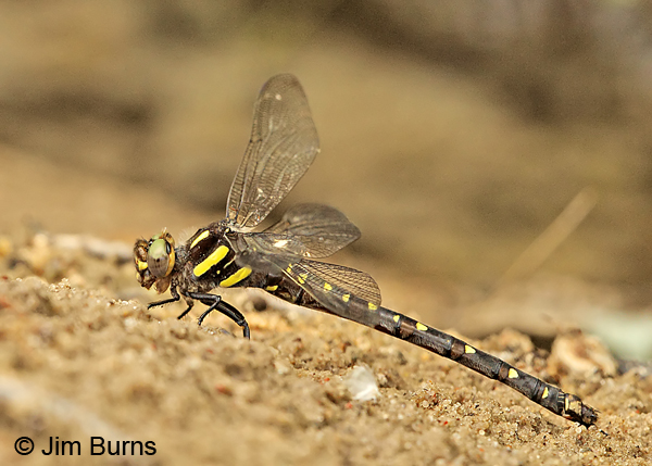 Twin-spotted Spiketail female, Eau Claire Co., WI, June 2014