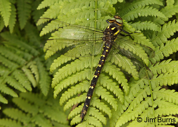 Twin-spotted Spiketail female on fern, Eau Claire Co., WI, June 2014