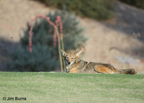 Urban Wildlife:  Coyote on fairway
