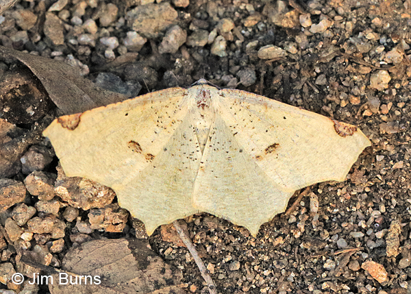 Variable Antepione Moth on ground, Arizona