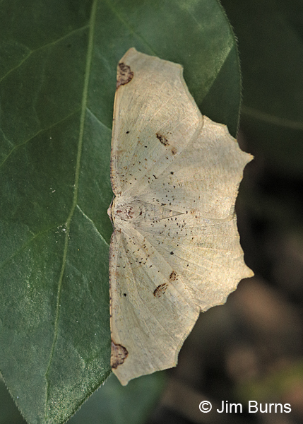 Variable Antepione Moth on leaf, Arizona