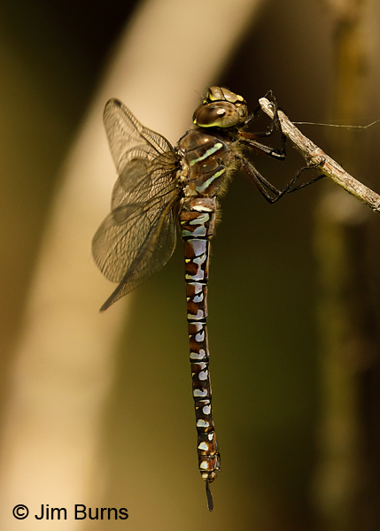 Variable Darner andromorph female striped form, Pend Oreille Co., WA, August 2018--0119