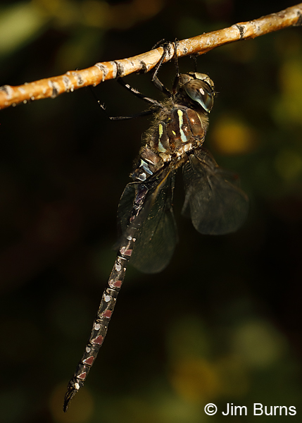 Variable Darner male striped form, Pend Oreille Co., WA, August 2018--0174