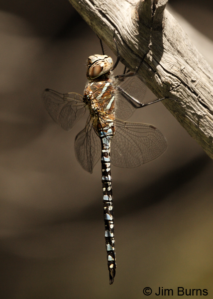 Variable Darner male striped form, Deschutes Co., OR, July 2013