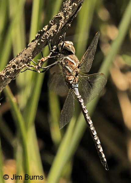 Variable Darner male striped from lateral view, Deschutes Co., OR, July 2013