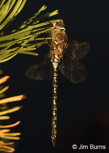 Variable Darner male spotted form #2, Deschutes Co., OR, August 2015