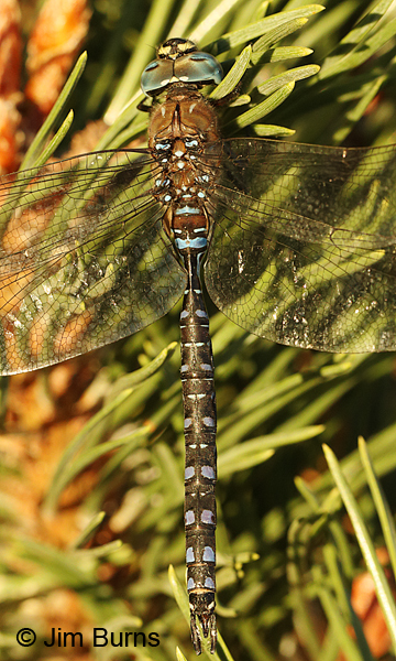 Variable Darner male spotted form dorsal view, Deschutes Co., OR, August 2015