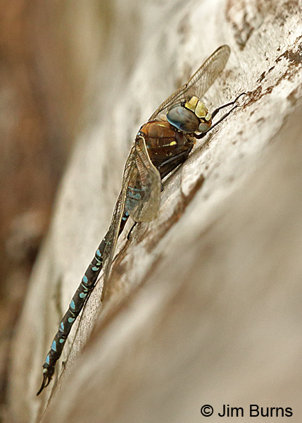 Variable Darner male spotted form, Anchorage Co., Alaska, August 2016