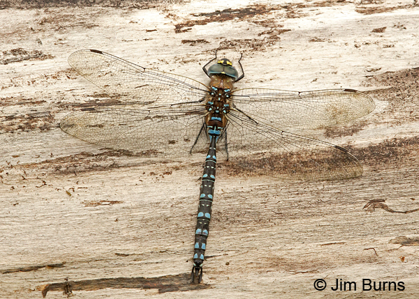 Variable Darner male spotted form dorsal view , Anchorage Co., Alaska, August 2016