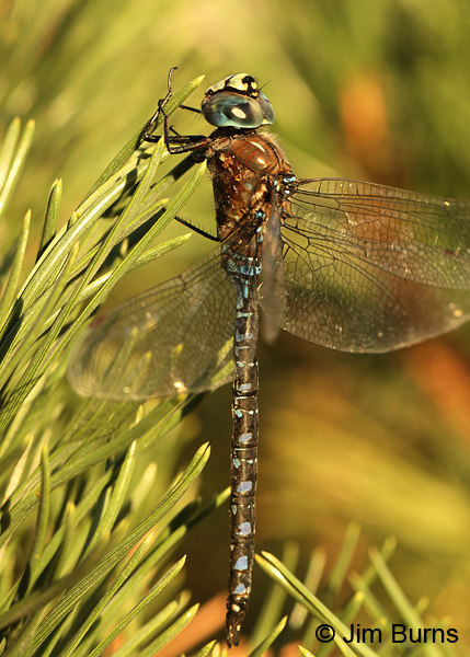 Variable Darner male spotted form, Deschutes Co., OR, August 2015