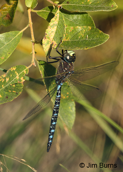Variable Darner male striped form, Anchorage Co., AK, August 2016