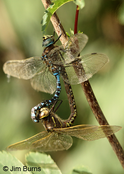 Variable Darner pair striped form in wheel, Anchorage Co., AK, August 2016