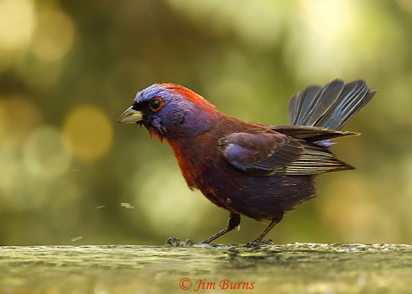 Varied Bunting male bathing sequence #3--3445