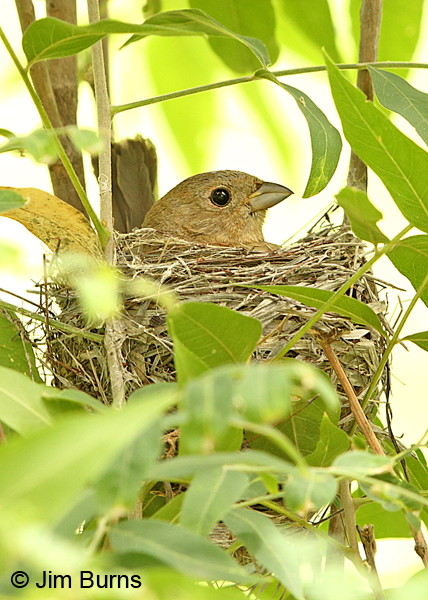 Varied Bunting  female on nest