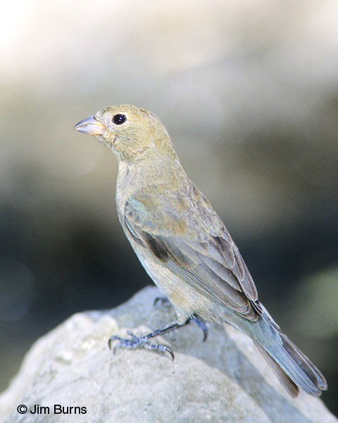 Varied Bunting female worn summer plumage