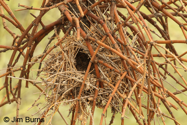 Verdin roosting nest