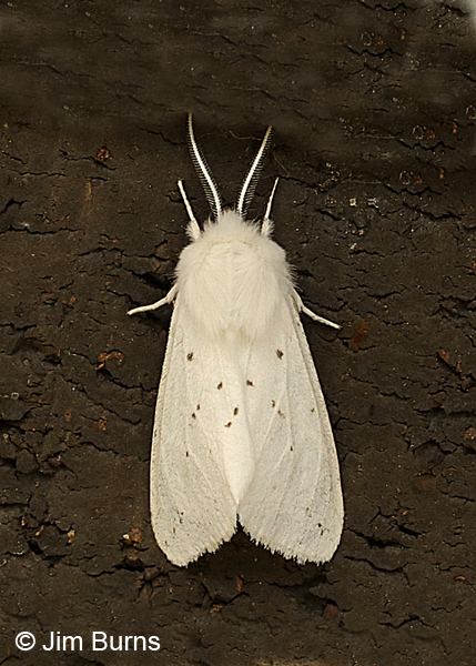 Virginian Tiger Moth, Arkansas