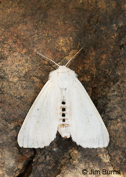 Virginian Tiger Moth dorsal abdomen view, Arkansas