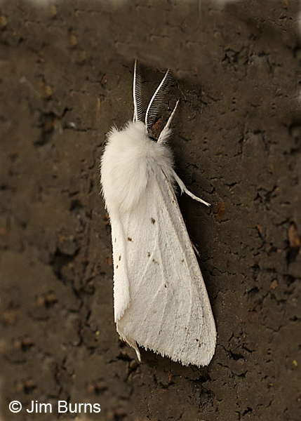 Virginian Tiger Moth dorsal abdomen view, Arkansas
