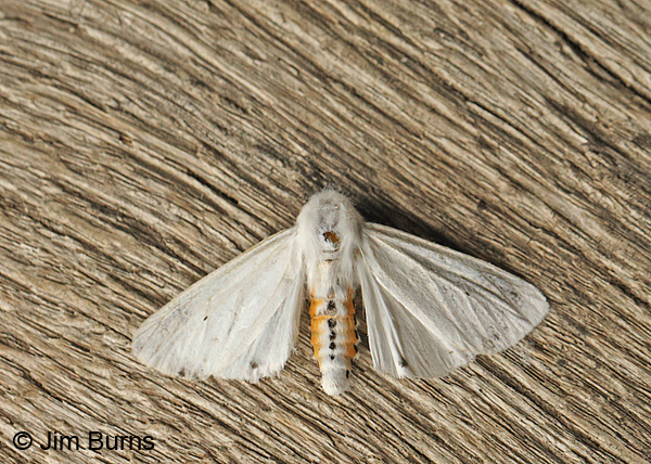 Virginian Tiger Moth wingspread, Pennsylvania
