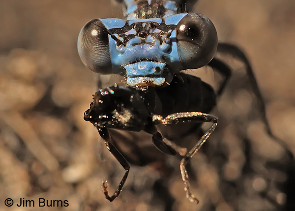 Vivid Dancer andromorph female devouring small beetle, Jackson Co., OR, July 2013
