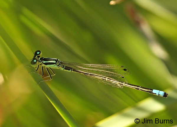 Western Forktail male, Colusa Co., CA, June 2013