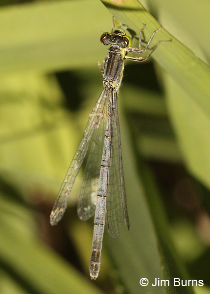 Western Forktail mature female, Deschutes Co., OR, July 2013