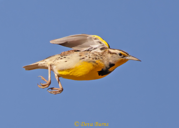 Western Meadowlark in flight--07322