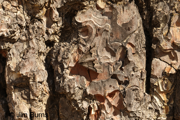 Western Pero Moth camouflage on Ponderosa Pine, Arizona