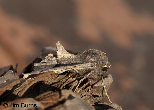 Western Pero Moth lateral view, Arizona