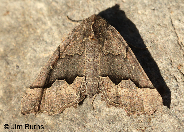 Western Pero Moth on rock, Arizona